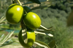 Olive