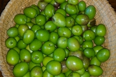 Olive