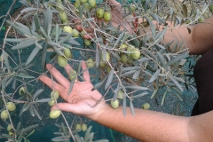 Olive