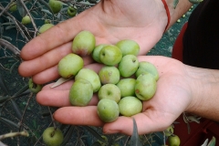 Olive